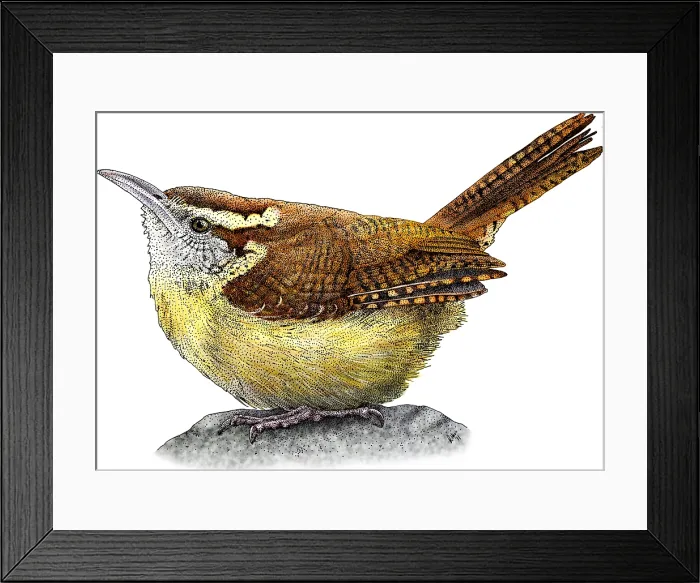 Framed Print : Carolina Wren Framed Print : Carolina Wren
