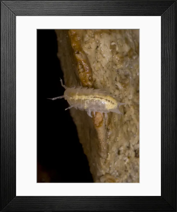 Framed Print : Isopods are crustaceans with species that live both on land and in the water Framed Print : Isopods are crustaceans with species that live both on land and in the water