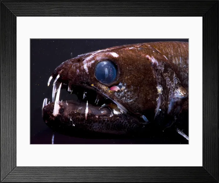 Framed Print : Dragonfish