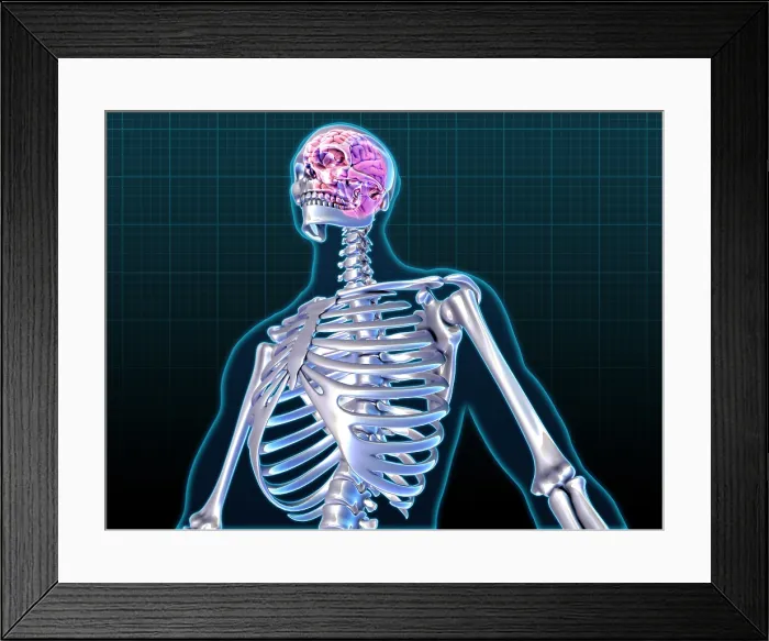 Framed Print : Human Skeleton and Brain, artwork Framed Print : Human Skeleton and Brain, artwork