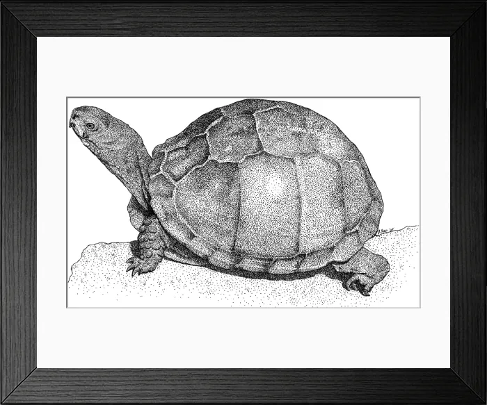 Framed Print : Three Toed Box Turtle Framed Print : Three Toed Box Turtle