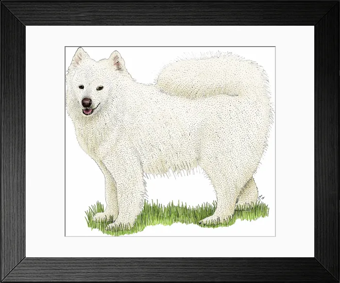 Framed Print : Samoyed, a dog breed originating in Siberia and bred for herding and sledding Framed Print : Samoyed, a dog breed originating in Siberia and bred for herding and sledding