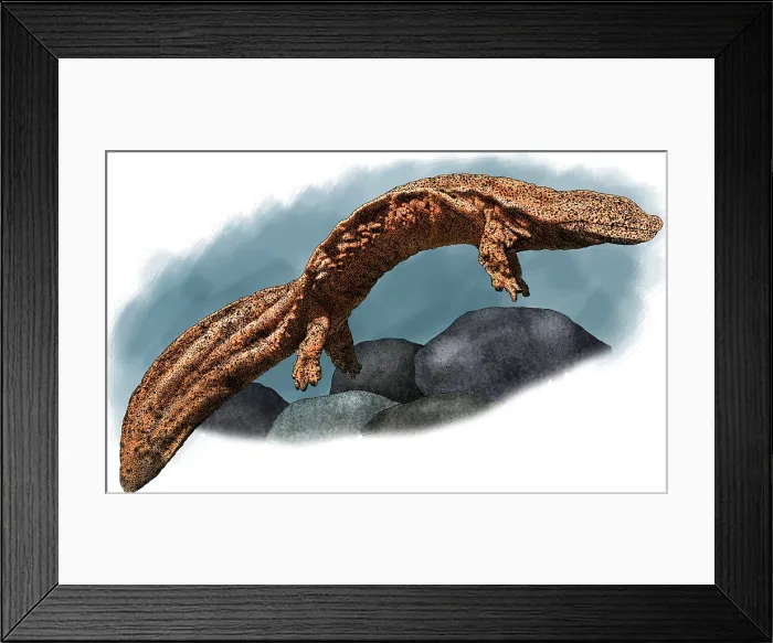 Framed Print : Giant chinese salamander Framed Print : Giant chinese salamander