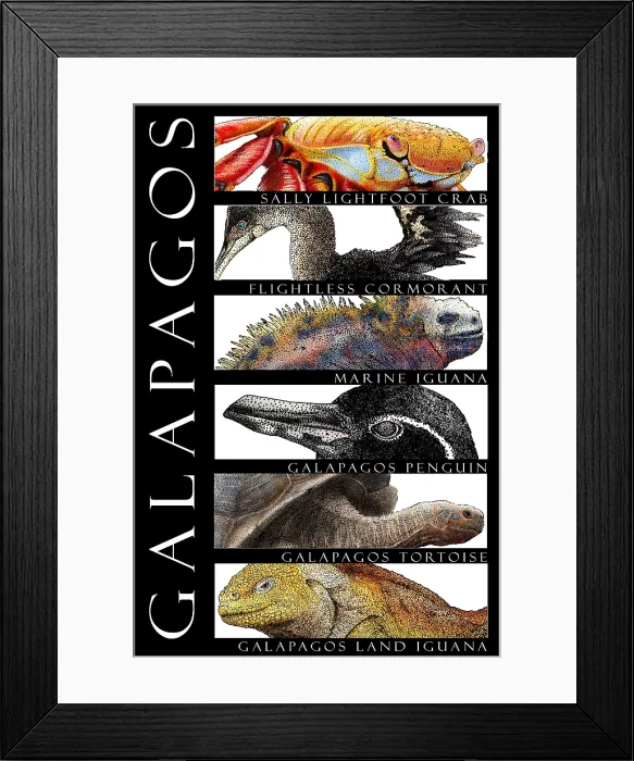 Framed Print : Animals of the Galapagos, Poster Framed Print : Animals of the Galapagos, Poster