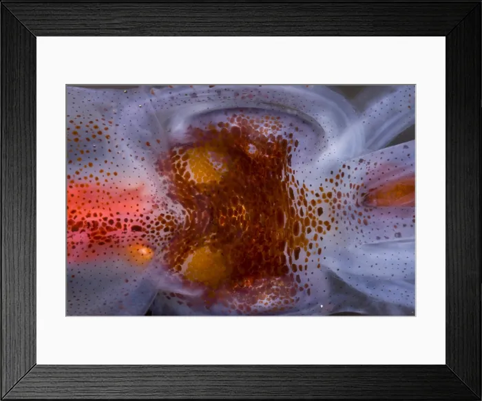 Framed Print : Firefly Squid Framed Print : Firefly Squid