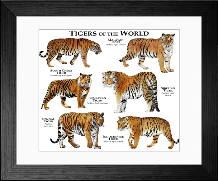Framed Print : Tigers of the World Framed Print : Tigers of the World