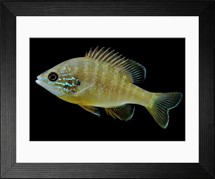Framed Print : Ozark Longear Sunfish (Lepomis megalotis) Framed Print : Ozark Longear Sunfish (Lepomis megalotis)