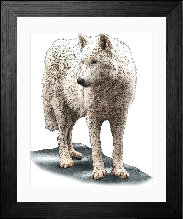 Framed Print : Tundra wolf Framed Print : Tundra wolf