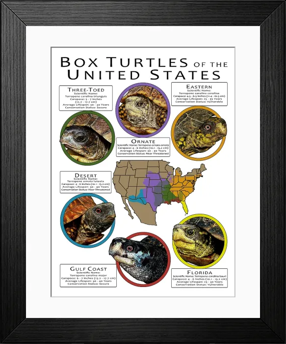 Framed Print : Box Turtles of the United States Framed Print : Box Turtles of the United States