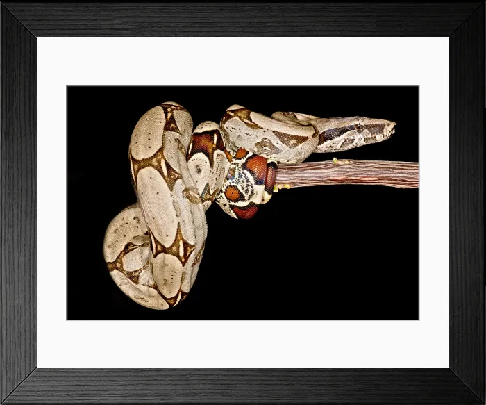 Framed Print : Boa Constrictor Framed Print : Boa Constrictor