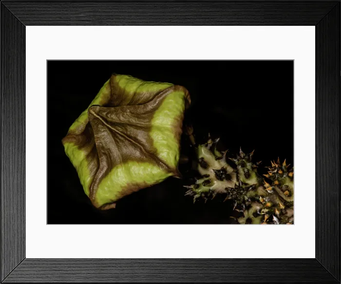 Framed Print : Persian Carpet Flower (Edithcolea grandis) Framed Print : Persian Carpet Flower (Edithcolea grandis)