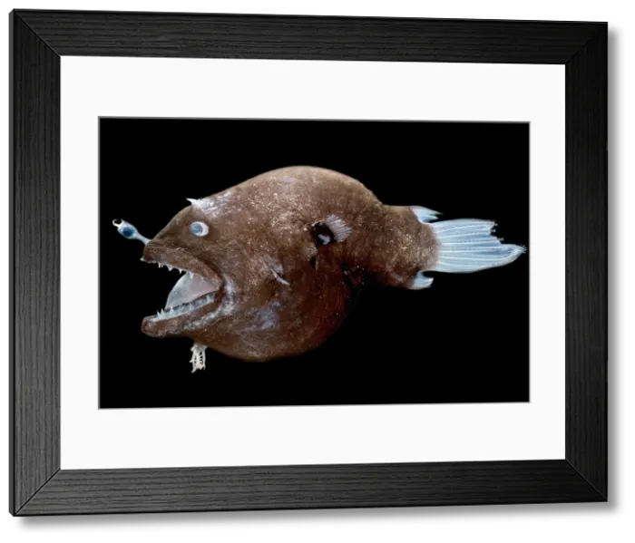 Framed Print : Female anglerfish (Linophryne sp.) Framed Print : Female anglerfish (Linophryne sp.)