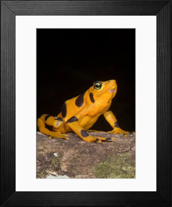 Framed Print : Harlequin Toad Framed Print : Harlequin Toad