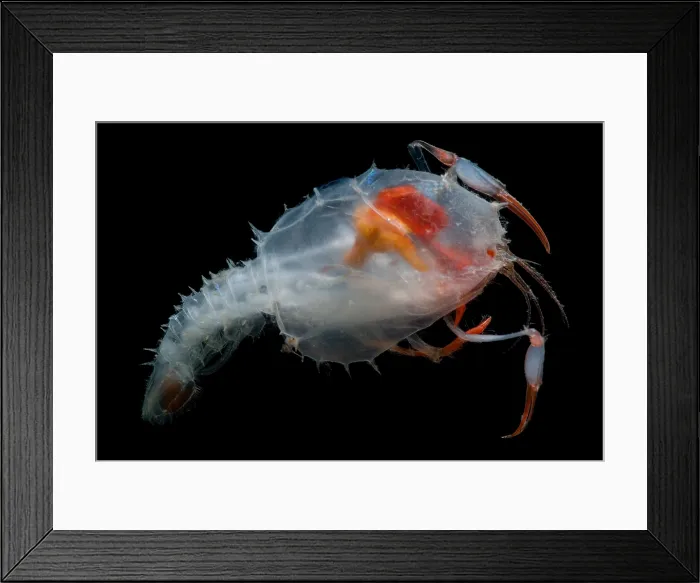 Framed Print : Blind lobster Framed Print : Blind lobster