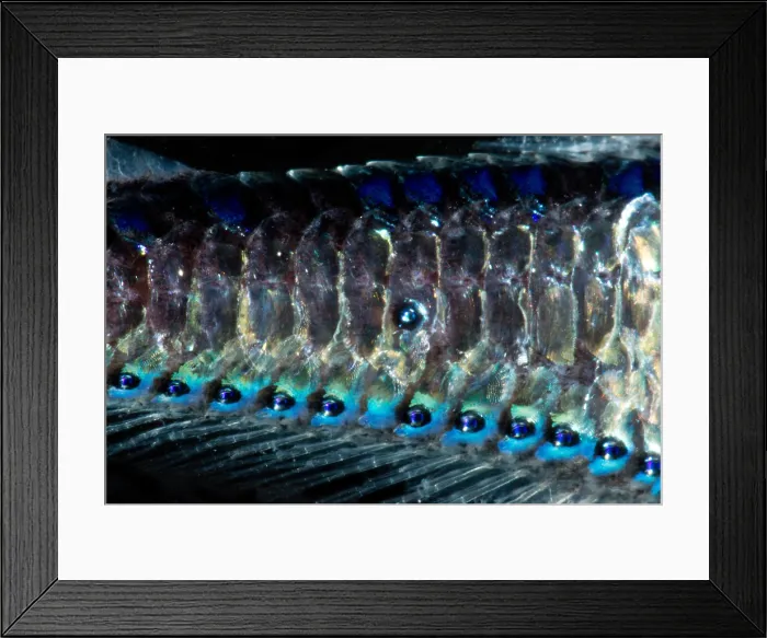 Framed Print : Coco's Lanternfish (Gonichthys cocco) Framed Print : Coco's Lanternfish (Gonichthys cocco)