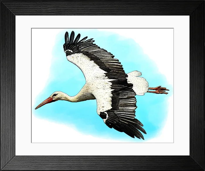 Framed Print : White Stork, Ciconia ciconia, Illustration Framed Print : White Stork, Ciconia ciconia, Illustration