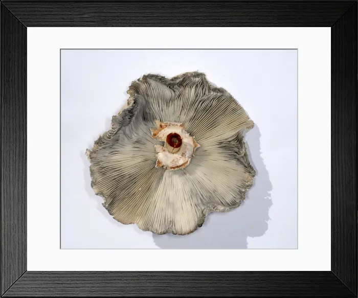 Framed Print : Green-Spored Parasol Mushroom Framed Print : Green-Spored Parasol Mushroom