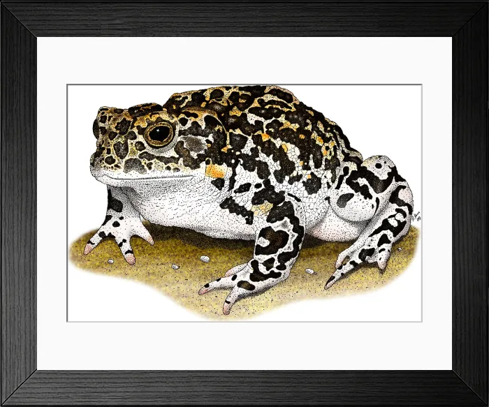Framed Print : Yosemite Toad Framed Print : Yosemite Toad