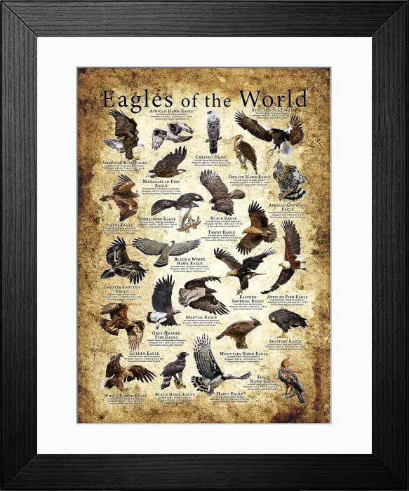 Framed Print : Eagles of the World Poster