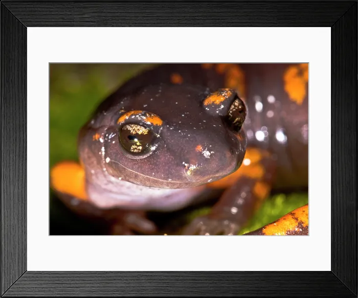 Framed Print : Intergrade Ensatina Salamander Framed Print : Intergrade Ensatina Salamander