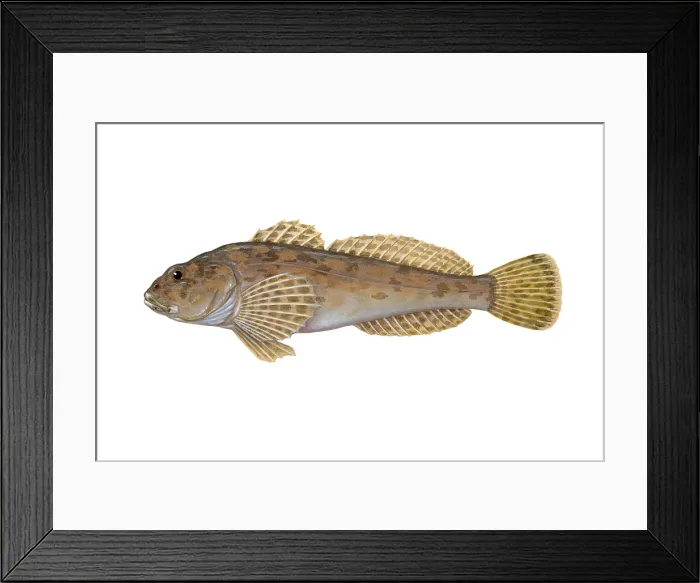 Framed Print : Mottled Sculpin Framed Print : Mottled Sculpin