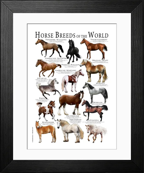 Framed Print : Horse Breeds of the World Framed Print : Horse Breeds of the World
