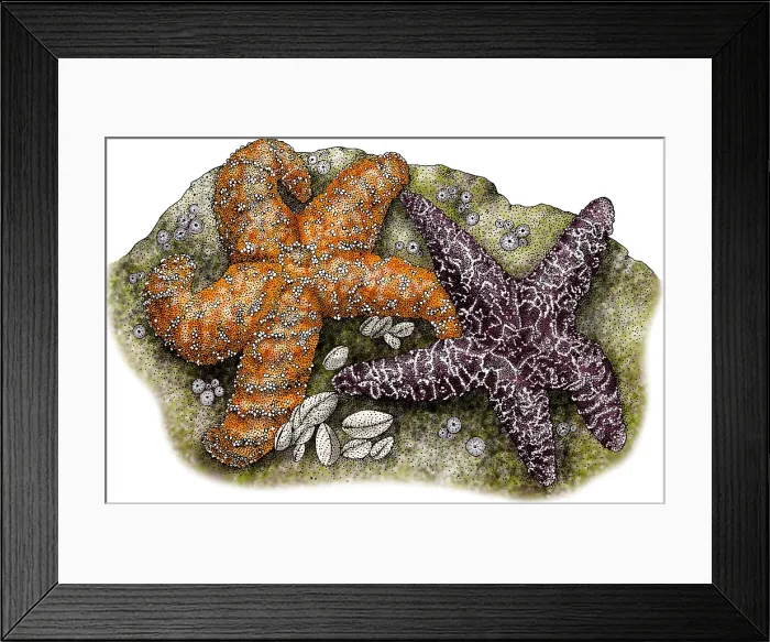 Framed Print : Ochre Sea Stars Framed Print : Ochre Sea Stars