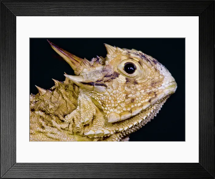 Framed Print : Texas Horned Lizard (Phrynosoma cornutum) Framed Print : Texas Horned Lizard (Phrynosoma cornutum)