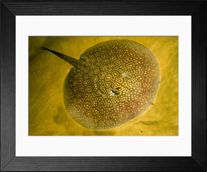 Framed Print : Freshwater Stingray Framed Print : Freshwater Stingray