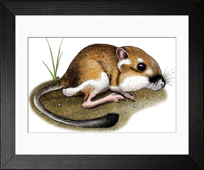 Framed Print : California Kangaroo Rat