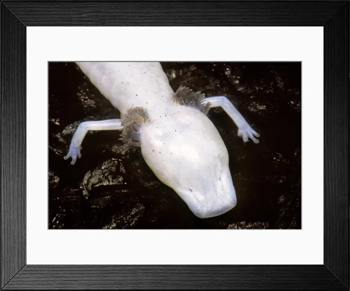 Framed Print : Texas Blind Salamander Framed Print : Texas Blind Salamander