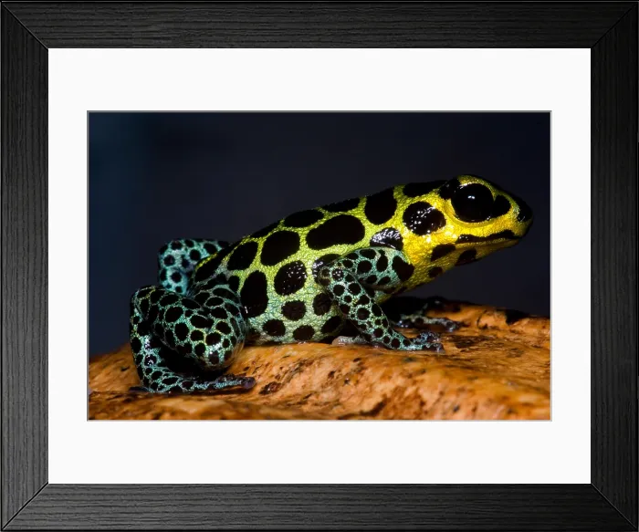 Framed Print : Mimic Poison Frog Framed Print : Mimic Poison Frog