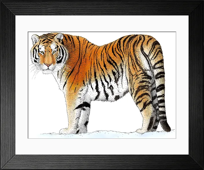Framed Print : Siberian Tiger Framed Print : Siberian Tiger
