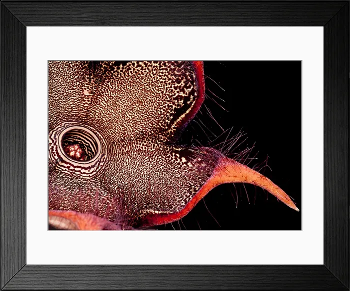 Framed Print : Persian Carpet Flower Framed Print : Persian Carpet Flower