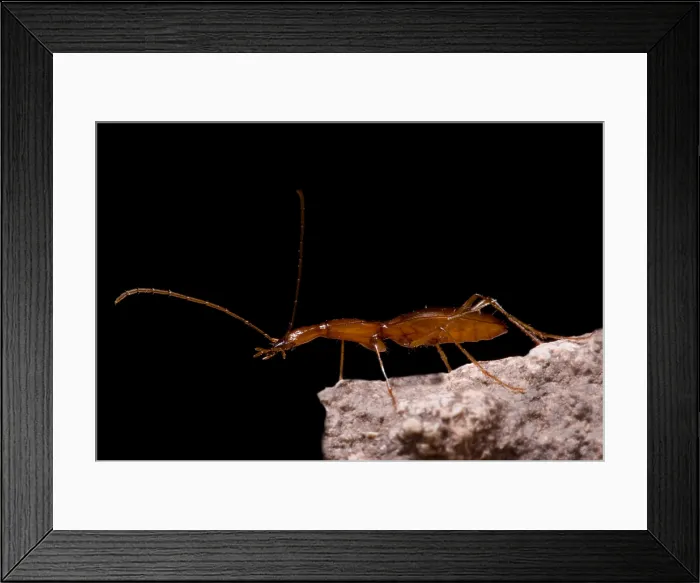 Framed Print : Rhadine speca Beetle