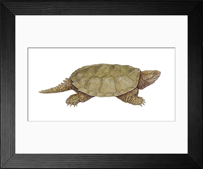 Framed Print : Common Snapping Turtle Framed Print : Common Snapping Turtle