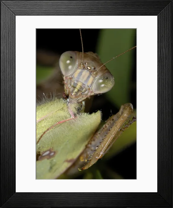 Framed Print : Chinese Mantid Eating a Sulfur Butterfly Framed Print : Chinese Mantid Eating a Sulfur Butterfly