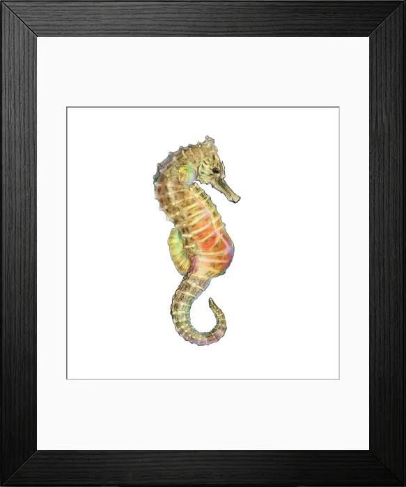 Framed Print : Seahorse (Hippocampus)