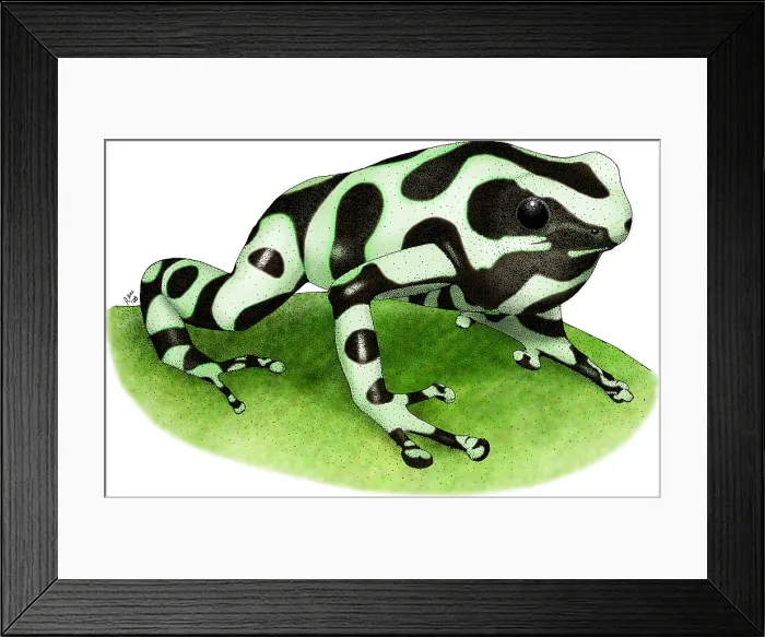 Framed Print : Green and Black Poison Dart Frog Framed Print : Green and Black Poison Dart Frog