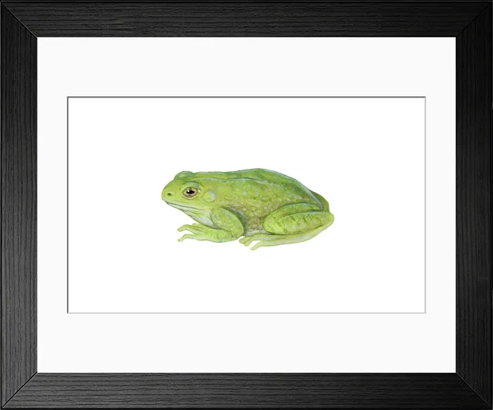 Framed Print : Gray Tree Frog Framed Print : Gray Tree Frog