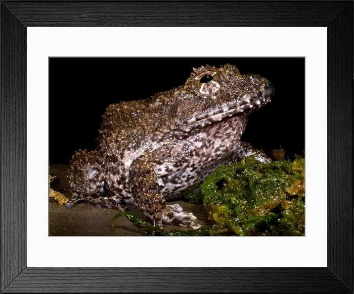 Framed Print : Rusty Robber Frog Framed Print : Rusty Robber Frog