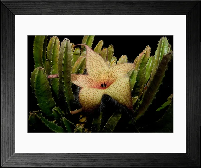 Framed Print : Starfish Flower