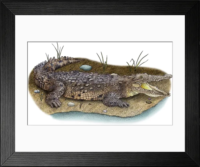 Framed Print : Saltwater Crocodile Framed Print : Saltwater Crocodile