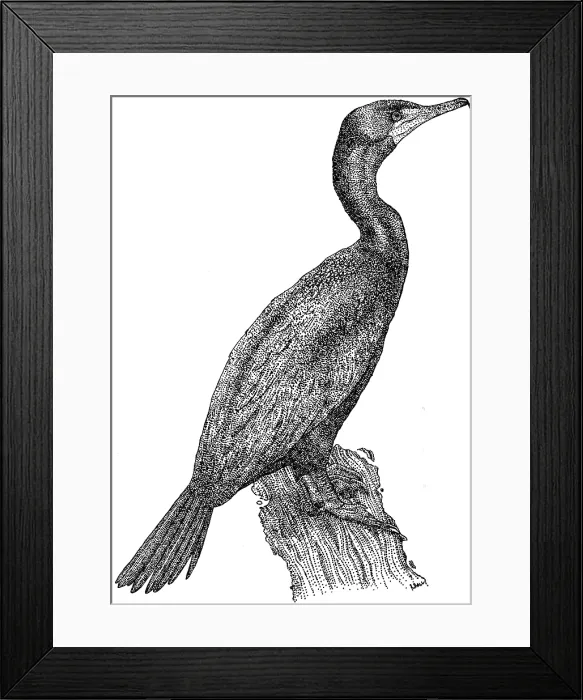 Framed Print : Double Crested Cormorant