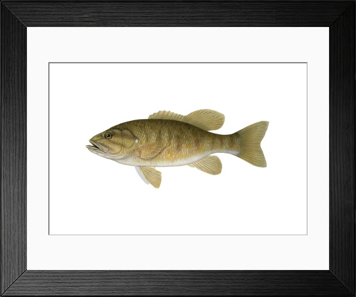 Framed Print : Smallmouth Bass Framed Print : Smallmouth Bass