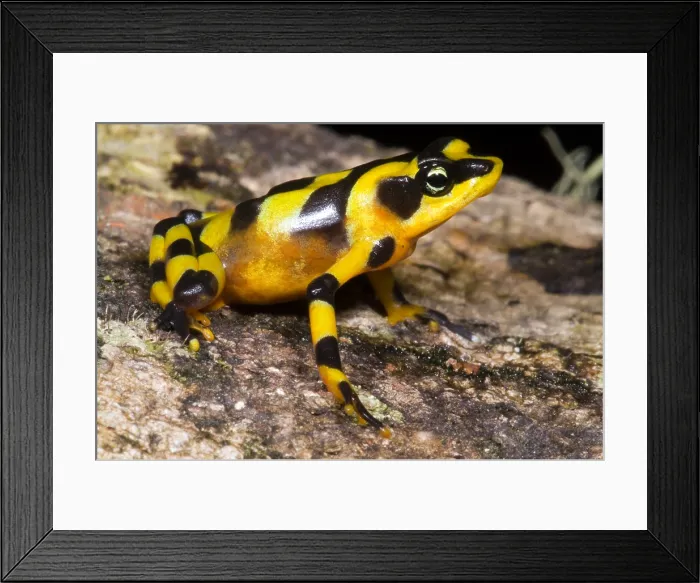 Framed Print : Harlequin Toad