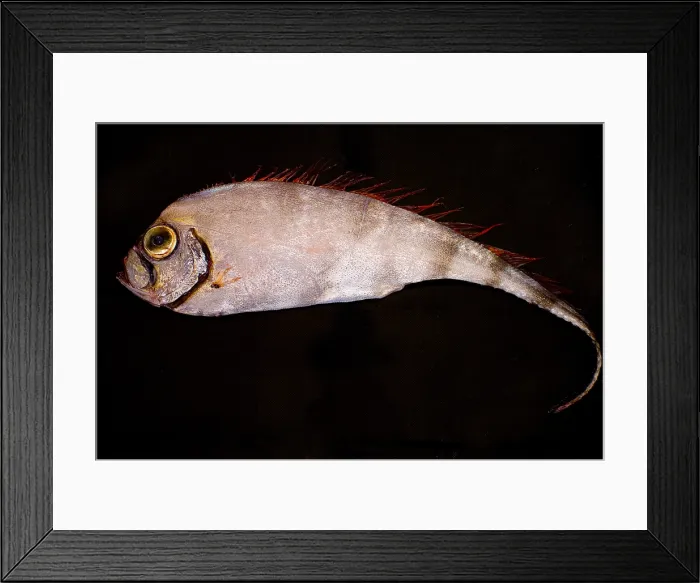 Framed Print : Scalloped Ribbonfish Framed Print : Scalloped Ribbonfish