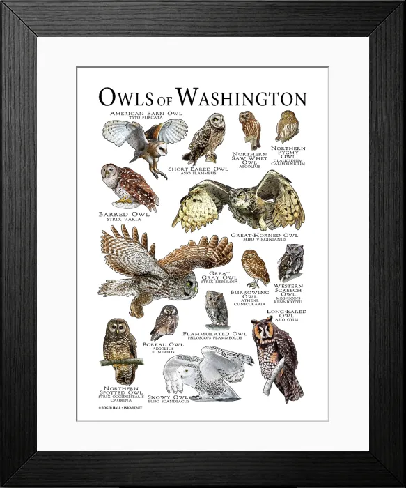 Framed Print : Owls of Washington Framed Print : Owls of Washington