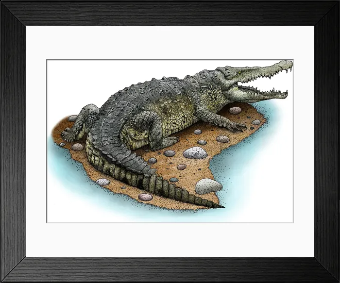 Framed Print : American Crocodile Framed Print : American Crocodile