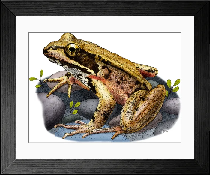Framed Print : Northern Red-legged Frog Framed Print : Northern Red-legged Frog